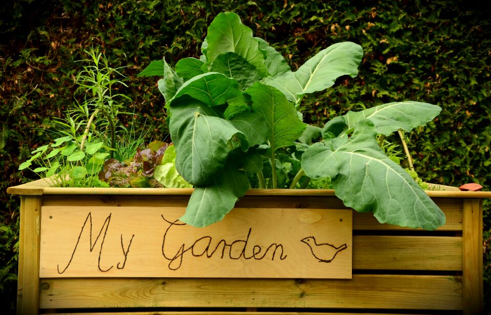 Plant grow vegetables yourself healthy
