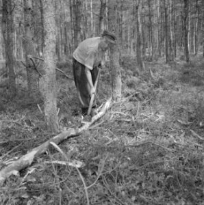 Bosbewerking, arbeiders, gereedschappen, bomen vellen, Bestanddeelnr 251-9443