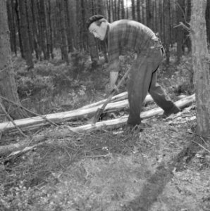 Bosbewerking, arbeiders, gereedschappen, bomen vellen, Bestanddeelnr 251-9440