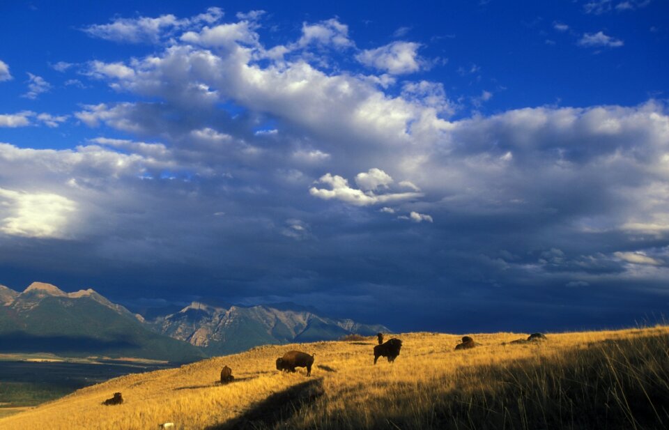 Mammals panorama landscape