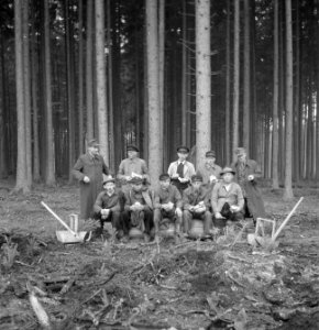 Bosbewerking, arbeiders, gereedschappen, groepsfoto's, Bestanddeelnr 251-7914