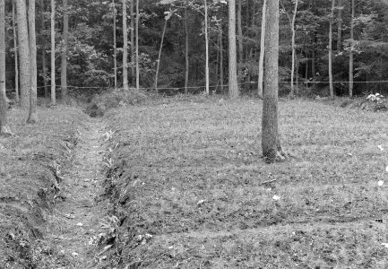 Bosaanleg en kwekerij, jonge bossen, douglas, liesbos, Bestanddeelnr 165-0362