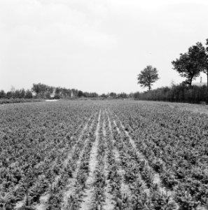 Bosaanleg en kwekerij, fijne spar, Bestanddeelnr 165-0388