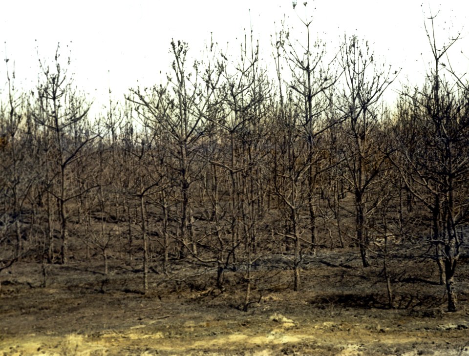 Bosbouw, bosbrand, dennenbos, Bestanddeelnr 193-1209