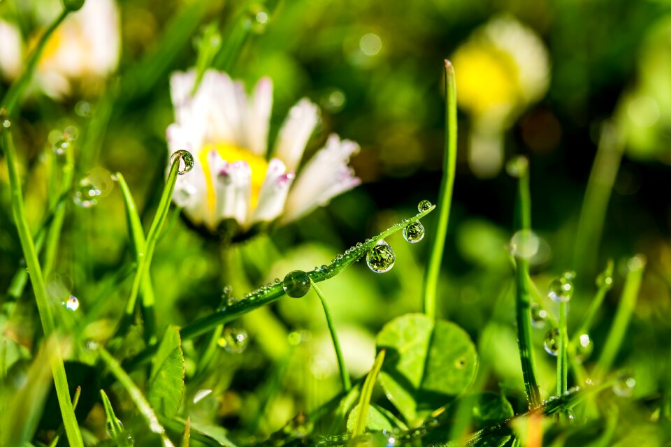 Drop of water beaded blades of grass photo