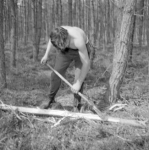 Bosbewerking, arbeiders, gereedschappen, bomen vellen, Bestanddeelnr 251-9436