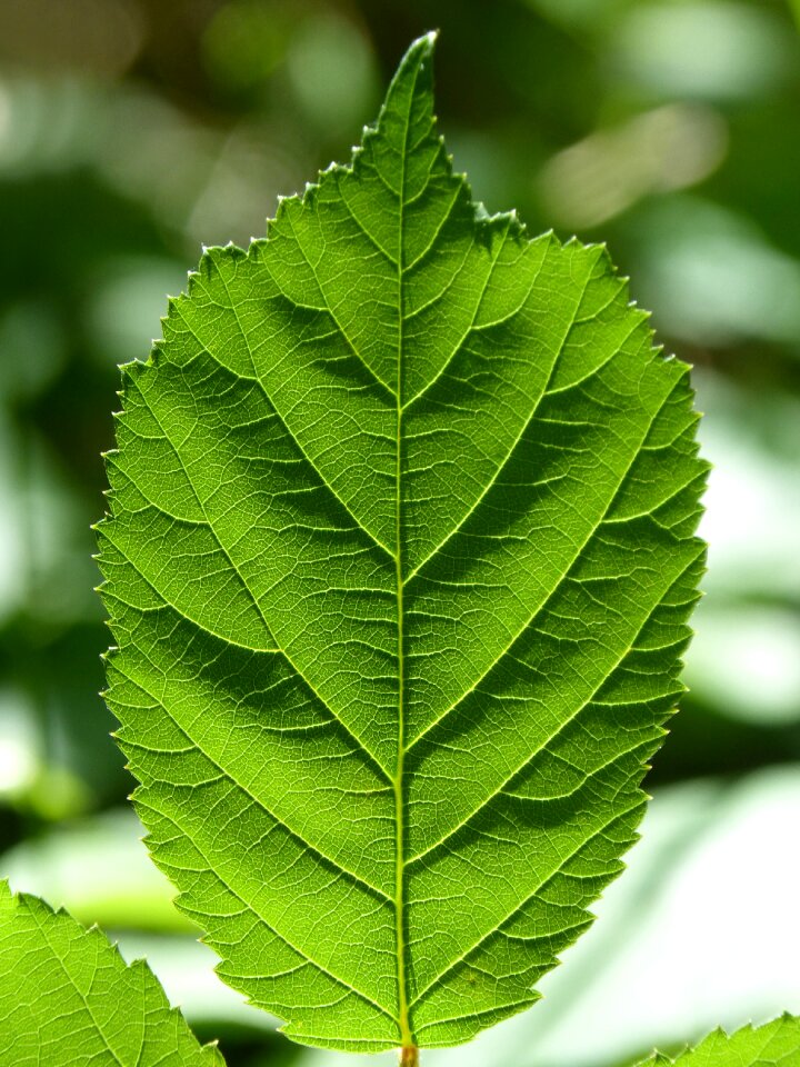 Backlight translucent green