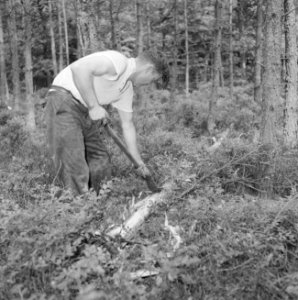 Bosbewerking, arbeiders, gereedschappen, bomen vellen, Bestanddeelnr 251-9435