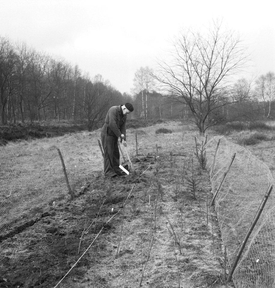 Bosbouw, arbeiders, werkzaamheden, jonge bomen, Bestanddeelnr 253-4723