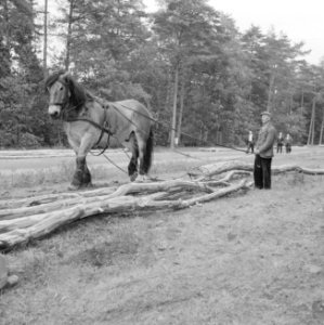 Bosbewerking, arbeiders, dieren, boomstammen, vervoeren, paarden, Bestanddeelnr 251-9537