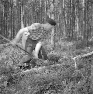 Bosbewerking, arbeiders, gereedschappen, bomen vellen, Bestanddeelnr 251-9462