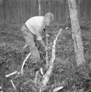 Bosbewerking, arbeiders, gereedschappen, bomen vellen, Bestanddeelnr 251-9448