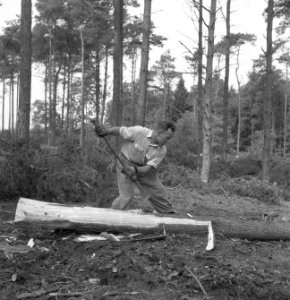 Bosbewerking, arbeiders, boomstammen, werkzaamheden, Bestanddeelnr 251-7852
