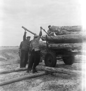 Bosbewerking, arbeiders, boomstammen, vervoeren, dieren, paarden, Bestanddeelnr 251-8494