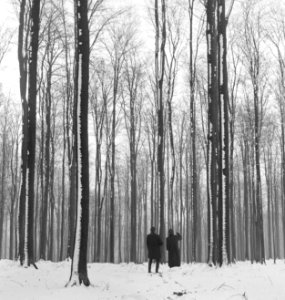 Bossen, sneeuw, mannen, Bestanddeelnr 251-7330