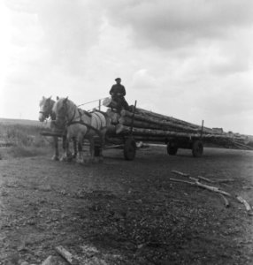 Bosbewerking, arbeiders, boomstammen, vervoeren, dieren, paarden, Bestanddeelnr 251-8492