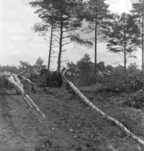 Bosbewerking, arbeiders, boomstammen, vervoeren, dieren, paarden, Bestanddeelnr 251-8488