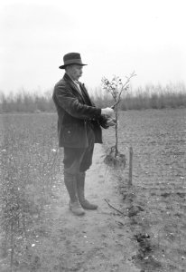 Bosaanleg en kwekerij, mannen, snoeien, beukenveer, Bestanddeelnr 165-0363