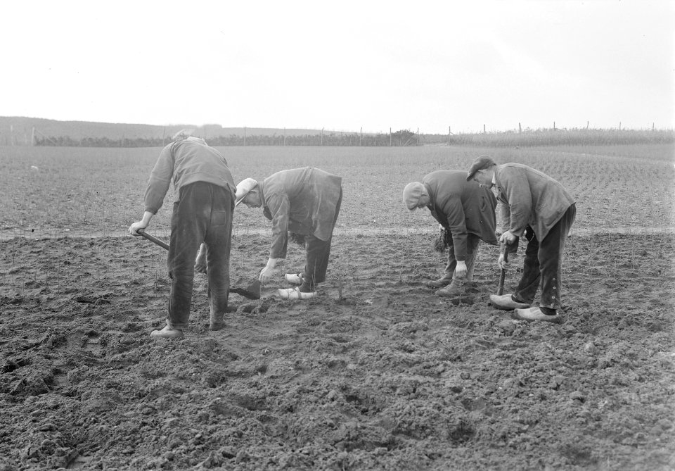 Bosaanleg en kwekerij, mannen, verspenen, jong loofhout, Bestanddeelnr 165-0366