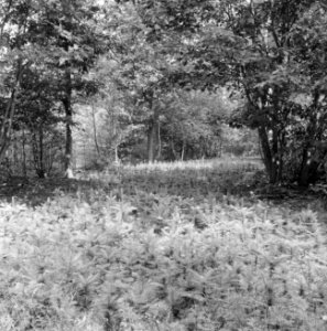 Bosaanleg en kwekerij, kweekbedden, lanen, abies grandis, Bestanddeelnr 165-0383