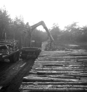 Bosbewerking, arbeiders, boomstammen, takelwagens, laadwerkzaamheden, Bestanddeelnr 253-5996