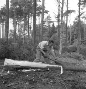 Bosbewerking, arbeiders, boomstammen, werkzaamheden, Bestanddeelnr 251-7854