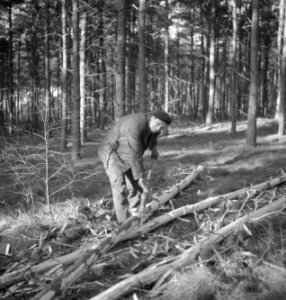 Bosbewerking, arbeiders, gereedschappen, bomen vellen, Bestanddeelnr 251-8712