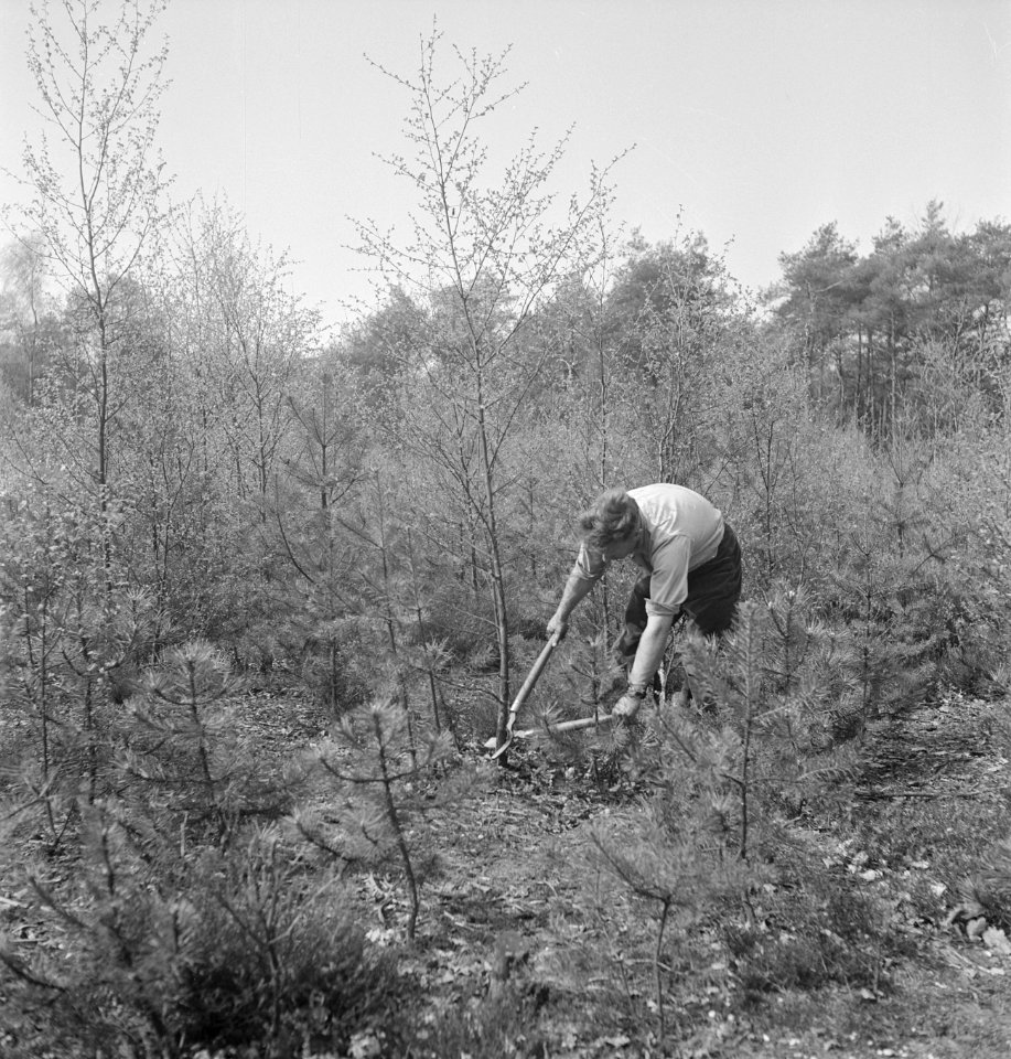 Bosbewerking, arbeiders, gereedschappen, Bestanddeelnr 251-7361