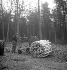 Bosbewerking, arbeiders, boomstammen, karren, Bestanddeelnr 253-5008