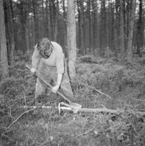 Bosbewerking, arbeiders, gereedschappen, bomen vellen, Bestanddeelnr 251-9430