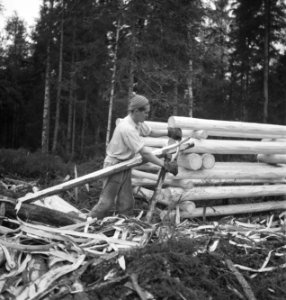 Bosbewerking, arbeiders, gereedschappen, bomen vellen, Bestanddeelnr 251-8623