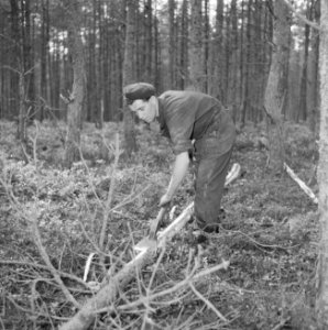 Bosbewerking, arbeiders, gereedschappen, bomen vellen, Bestanddeelnr 251-9452