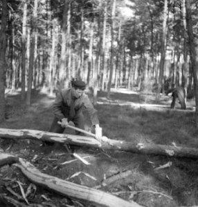 Bosbewerking, arbeiders, gereedschappen, bomen vellen, Bestanddeelnr 251-8711