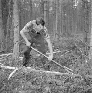 Bosbewerking, arbeiders, gereedschappen, bomen vellen, Bestanddeelnr 251-9450