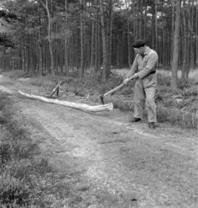 Bosbewerking, arbeiders, boomstammen, gereedschappen, Bestanddeelnr 251-7400