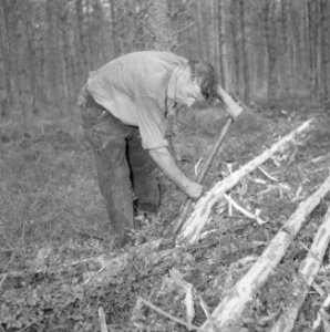 Bosbewerking, arbeiders, gereedschappen, bomen vellen, Bestanddeelnr 251-9447
