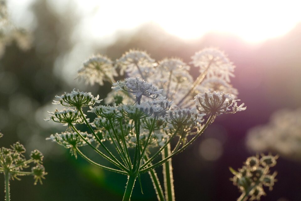 Lighting summer white flowers