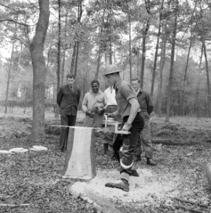 Bosbewerking, arbeiders, gereedschappen, boomstammen, zagen, Bestanddeelnr 251-9051