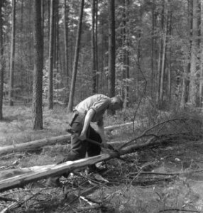 Bosbewerking, arbeiders, boomstammen, werkzaamheden, Bestanddeelnr 251-8482