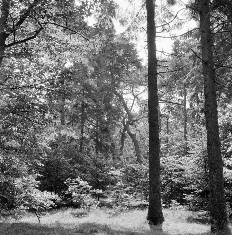 Bosaanleg en kwekerij, oude beplantingen, loofhout, buurtbos, picea, pinus, Bestanddeelnr 165-0380