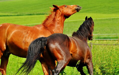 Stallion eat paddock