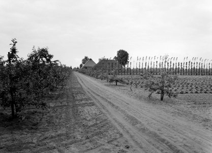 Bosaanleg en kwekerij, fruitbedrijven, Bestanddeelnr 165-0385