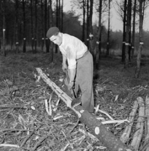 Bosbewerking, arbeiders, boomstammen, gereedschappen, Bestanddeelnr 251-9127