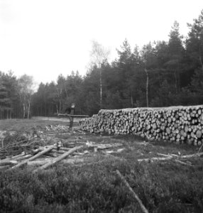 Bosbewerking, arbeiders, boomstammen, werkzaamheden, houtopslag, Bestanddeelnr 253-5982