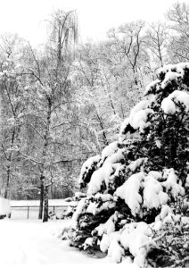 Bossen, sneeuw, Bestanddeelnr 253-6855