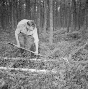 Bosbewerking, arbeiders, gereedschappen, bomen vellen, Bestanddeelnr 251-9433