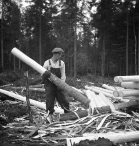Bosbewerking, arbeiders, gereedschappen, bomen vellen, Bestanddeelnr 251-8621