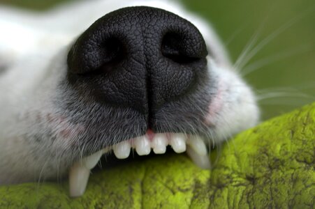 Play dog tooth photo
