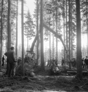 Bosbewerking, machines, werktuigen, arbeiders, boomstammen, Bestanddeelnr 253-5357