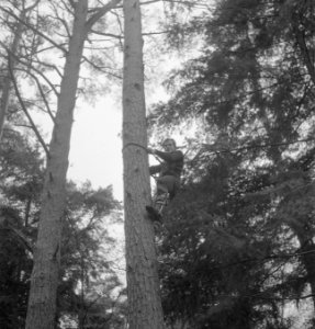 Bosbewerking, arbeiders, gereedschappen, bomen klimmen, Bestanddeelnr 253-5482